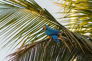 blue and yellow macaw ara