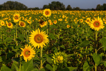 Blooming sunflowers in a field in sunny summer day.