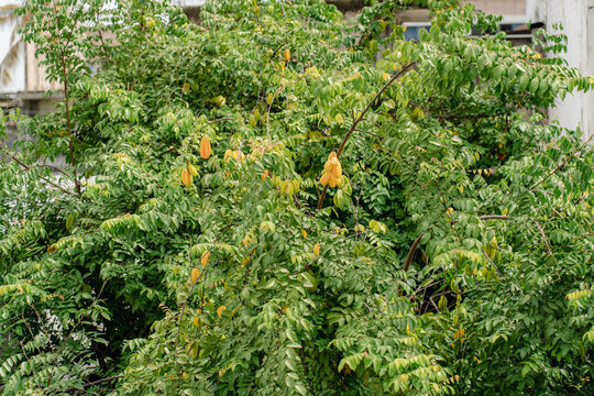 arbor de carambolo 