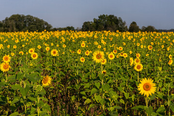 Blooming sunflowers in a field in sunny summer day.