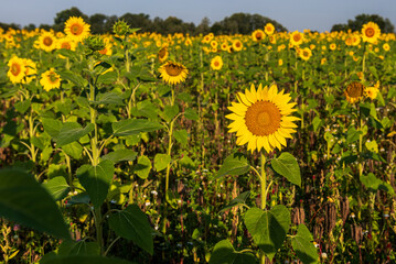 Blooming sunflowers in a field in sunny summer day.