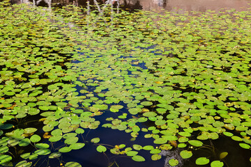 Many water lily leaves on water