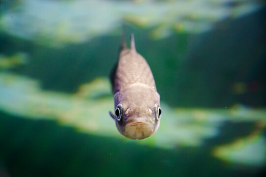 Underwater photo of an European chub fish