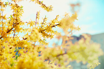 spring or summer flower garden background