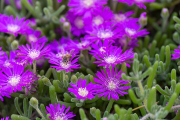 Carpobrotus edulis purple ice plant hosts apis mellifera honey bee looking to nature trade in pollen