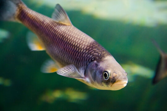 Underwater photo of an European chub fish