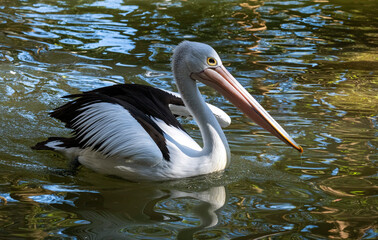 Australian Pelican (Pelecanus conspicillatus)