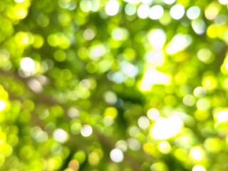 Fototapeta premium the beauty of the photo of the bokeh blur circles produced by the light between the green paddy leaves and branches