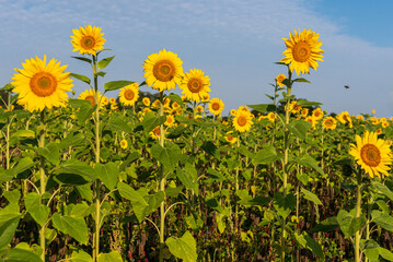 Blooming sunflowers in a field in sunny summer day.