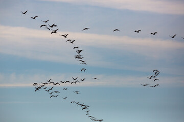 Large flock of cranes flying in sky. High quality photo