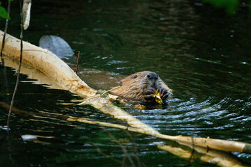 Hungry beaver. Wild European beaver, Castor fiber, peaks out from water. Beaver in river eats yellow maple leaves. Brown furry animal with long flat tail. Largest European rodent in nature habitat. © Vaclav