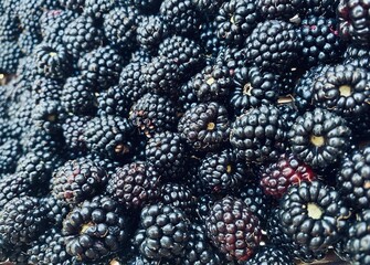 A lot of blackberry