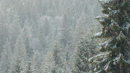 Beautiful winter scene with snow slowly falling in fir-trees forest