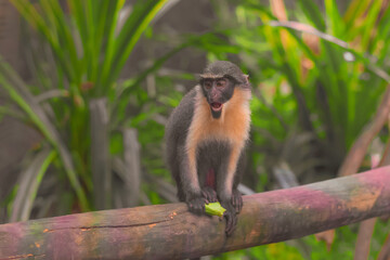 Little Monkey Hold a Leaf On The Tree - Wide Shoot