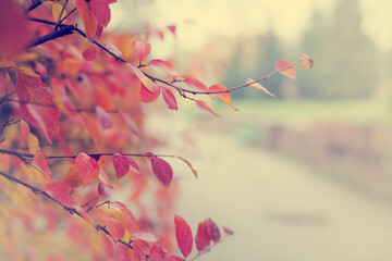 beautiful autumn nature background with colorful autumn leaves