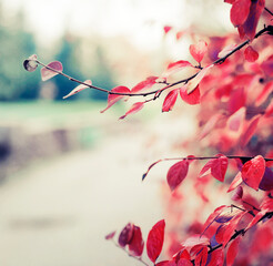 beautiful autumn nature background with colorful autumn leaves