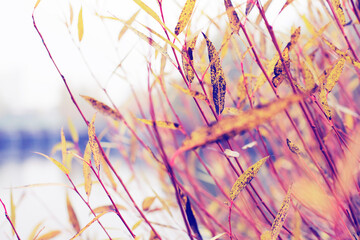 beautiful autumn nature background with colorful autumn leaves