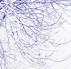 winter nature background with trees covered snow