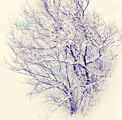 winter nature background with trees covered snow
