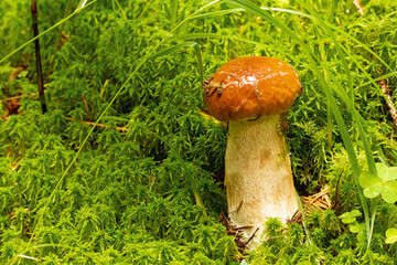 porcini mushroom, Boletus mushroom, ceps growing in forest