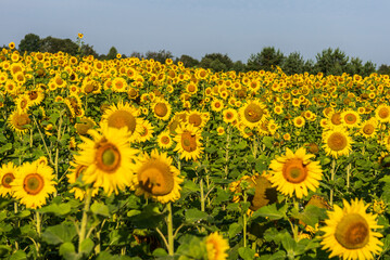 Obraz premium Blooming sunflowers in a field in sunny summer day.