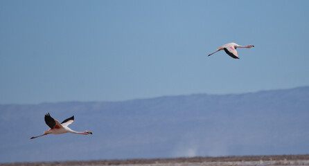 Flamenco volando, Norte Chile