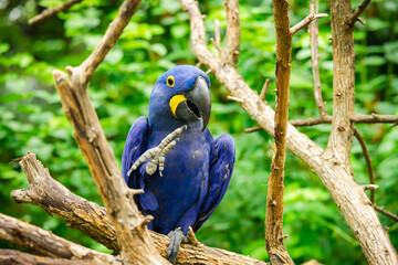 Hyacinth Macaw sitting on one foot at a zoo aviary in Nashville Tennessee.