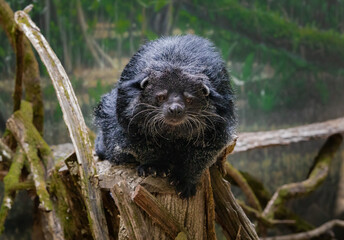 Binturong perched on a tree at a zoo in Nashville Zoo.