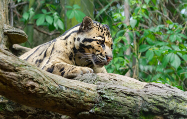 Clouded Leopard resting on a tree at a zoo in Nashville Tennessee.