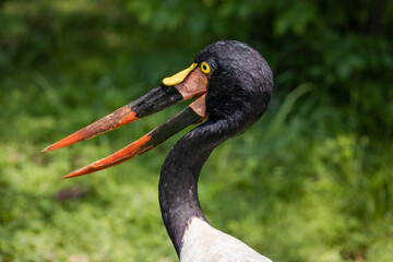 Saddle Billed Stork in its enclosure at a zoo in Nashville Tennessee.