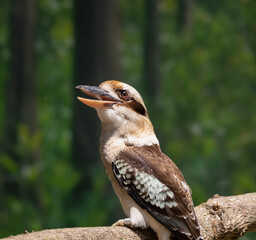 Laughing Kookaburra on a perch at a zoo in Nashville Tennessee.