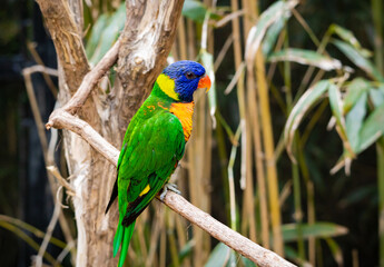 Rainbow Lorikeet sitting on a tree limb at an aviary in Nashville Tennessee.