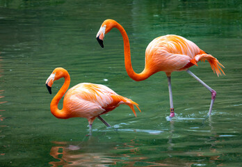 Pair breeding American Flamingos at a zoo in Nashville Tennessee.