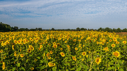 Blooming sunflowers in a field in sunny summer day.