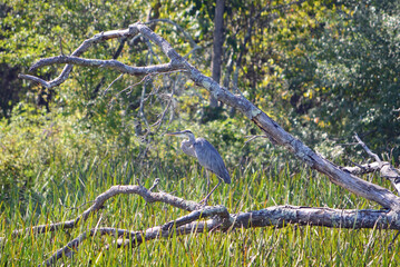 Great blue heron on branch