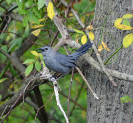 Gray catbird on a branch