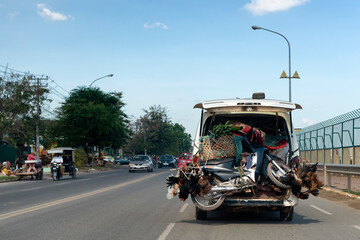 Removal van with scooter and chickens in the boot