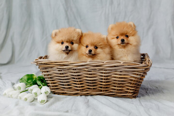 three small red fluffy pomeranians sits in a wicker basket on a gray background with white tulips