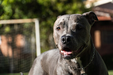 Blue nose Pit bull dog playing in the green grassy field. Sunny day. Dog having fun, running and...