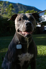 Blue nose Pit bull dog playing in the green grassy field. Sunny day. Dog having fun, running and playing ball. Selective focus