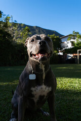 Blue nose Pit bull dog playing in the green grassy field. Sunny day. Dog having fun, running and...
