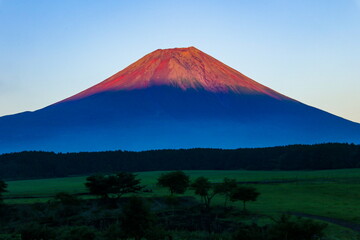Fototapeta premium 朝霧高原から 夕日に映える赤富士の絶景 静岡県富士宮市 日本