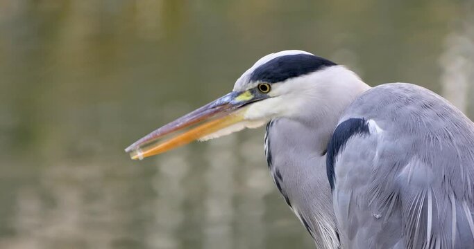 Close-up of a heron standing in a river