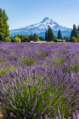 Obraz premium majestic Mt. Hood on the background of a lavender field during a clear summer sky in Oregon.
