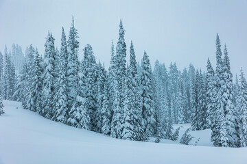 snow covered ever green trees in Washington State . - Powered by Adobe