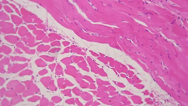 Microscope 200x magnification of stratified squamous epithelium in section filmed with on bright field. Closeup of cells in layers upon basal membrane. Educating dermatology and anatomy at university.