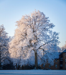 a huge single white colored  tree covered in frost during winter