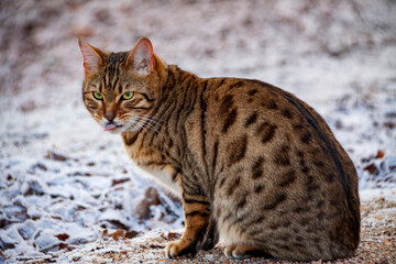 domestic cat outside on a frozen ground during winter