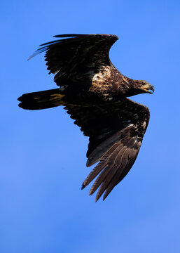 juvenile bald eagle in flight