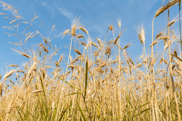 Obraz premium Rye ears on sky background. Rye field in sunny summer day. View of spikelets and stems from below. Harvest concept